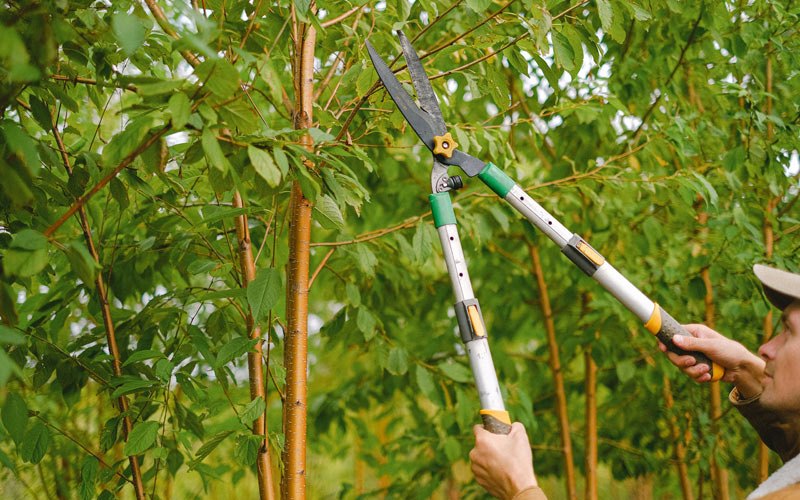 Tree trimming in Bloomsdale, MO